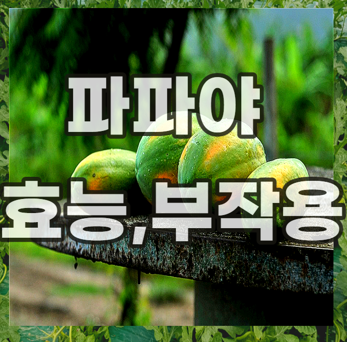 파파야-효능-부작용