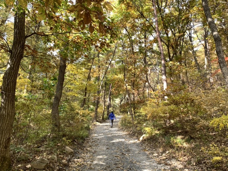 오서산 최단코스 [BAC 100대명산 / 보령 오서산 최단코스] 오서산자연휴양림 ~ 월정사 18