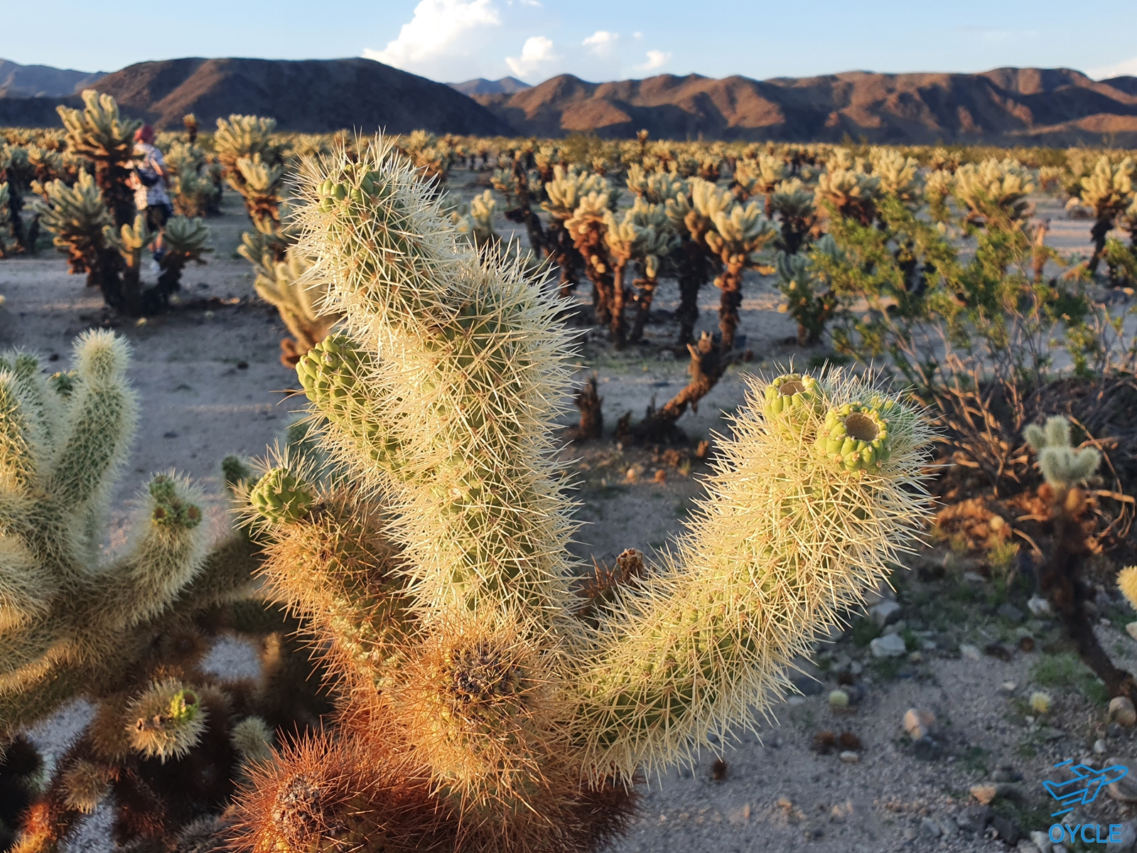  미국 서부 캘리포니아 여행 - 조슈아 트리 국립공원 [Joshua Tree National Park]