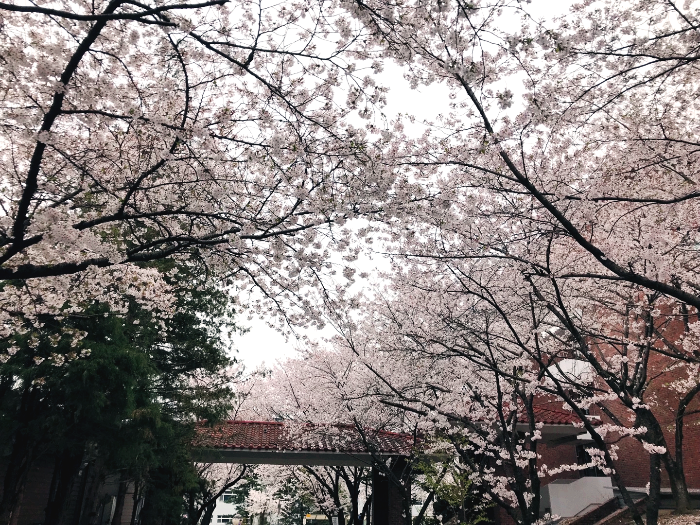 벚꽃