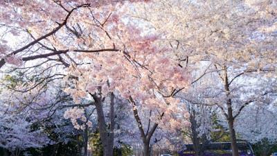 벚꽃 축제 안내