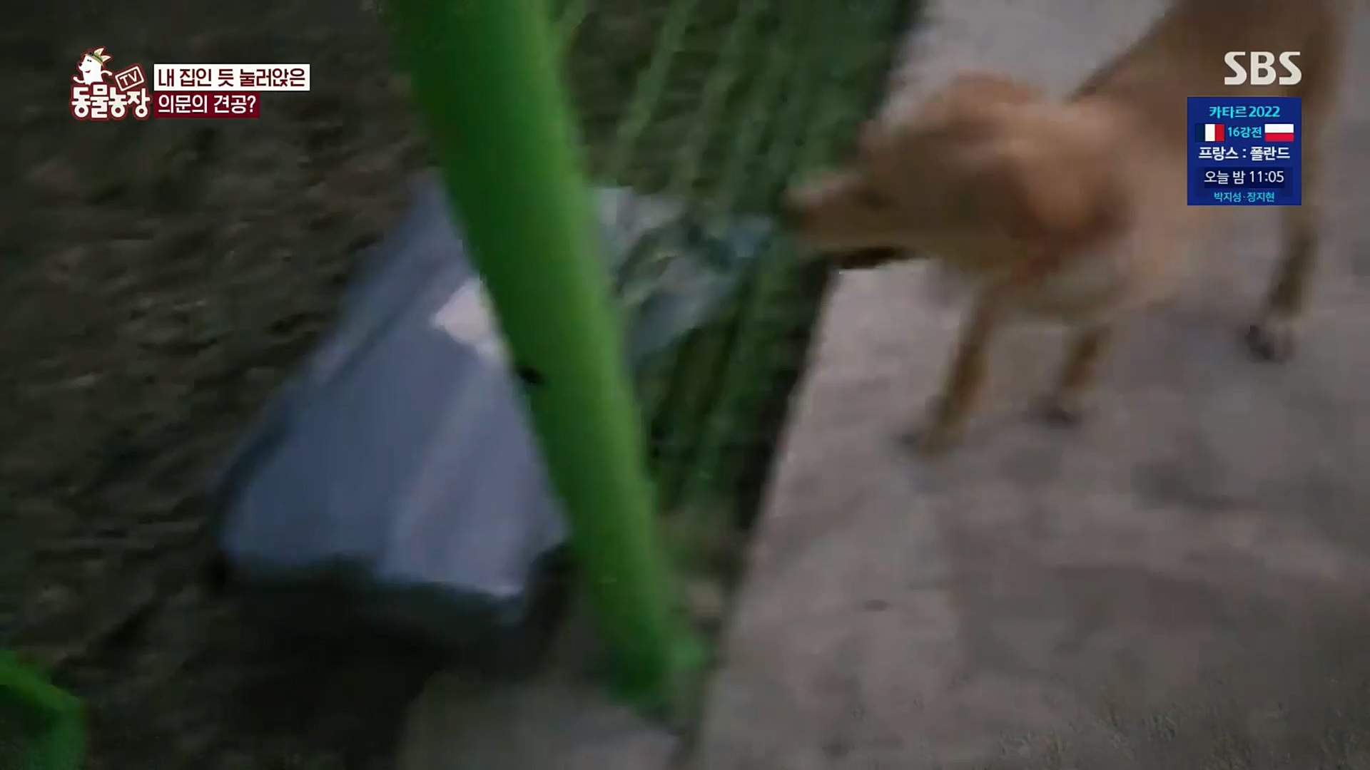 TV 동물농장.E1098.221204p.H264-F1RST.mp4_20221204_175359.164.jpg