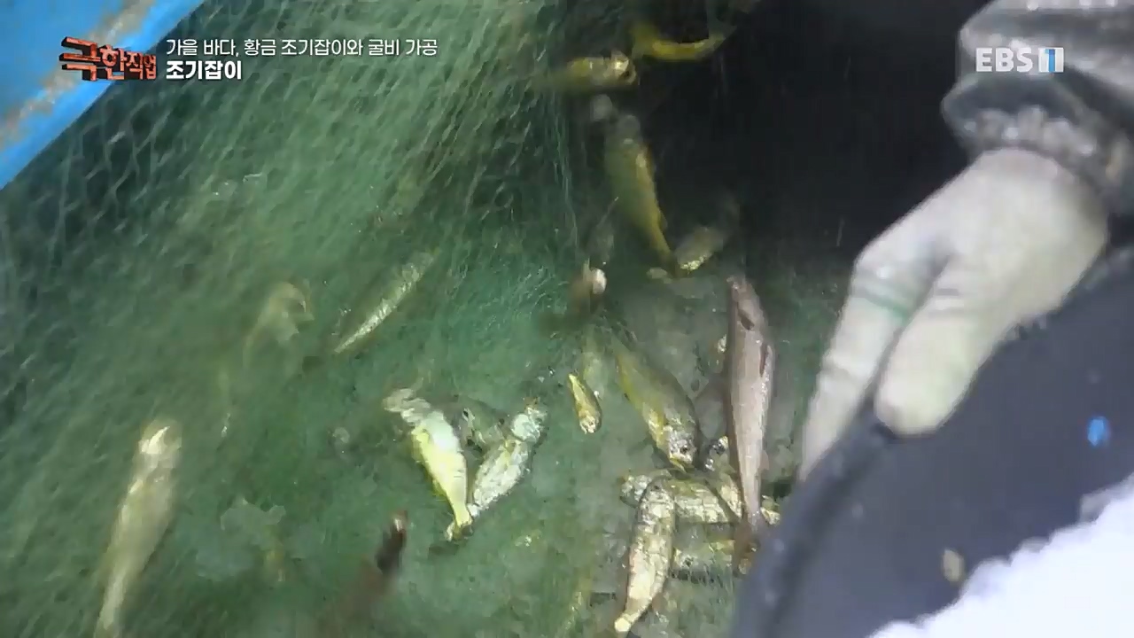 TV - 교육의 중심 EBS가을 바다 황금 조기잡이와 굴비 가공.mp4_20221122_195438.601.jpg