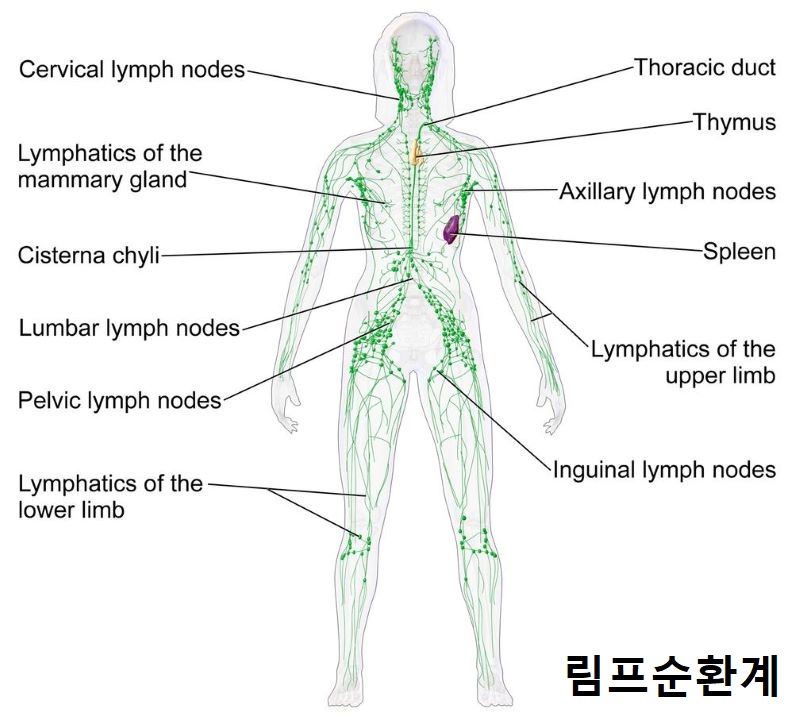  팔다리가 붓는 림프부종 증상 및 치료 암 수술 후 후유증으로 생길 수 있습니다.