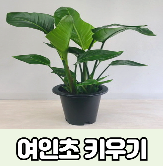 여인초 키우기