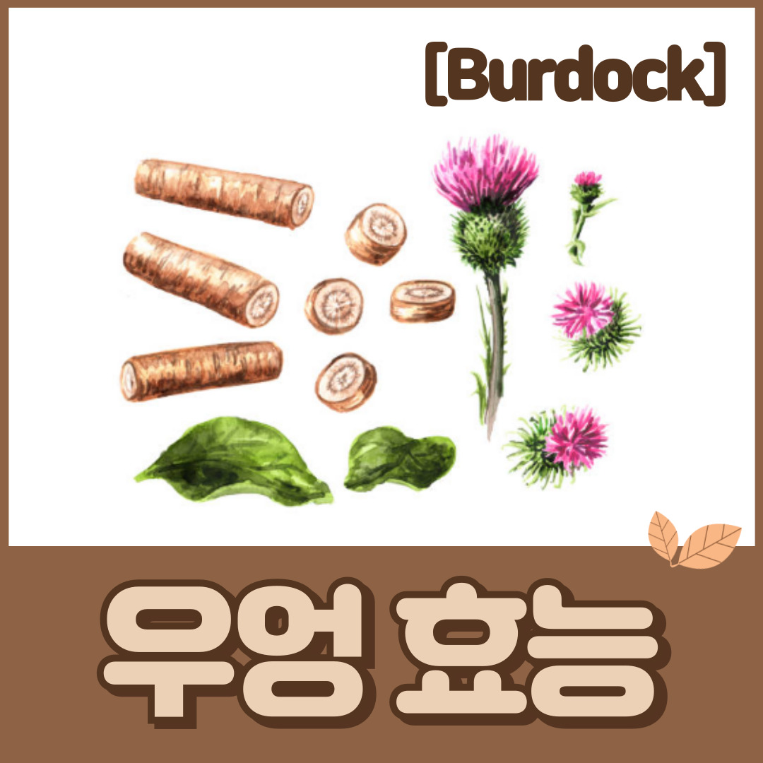 우엉 효능 | 영양성분 섭취방법 부작용
