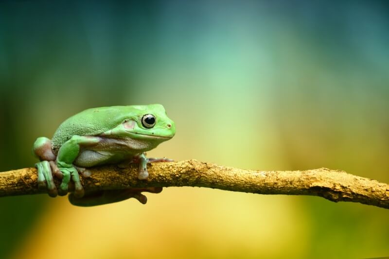 나뭇가지에 앉아있는 예쁜 개구리 사진