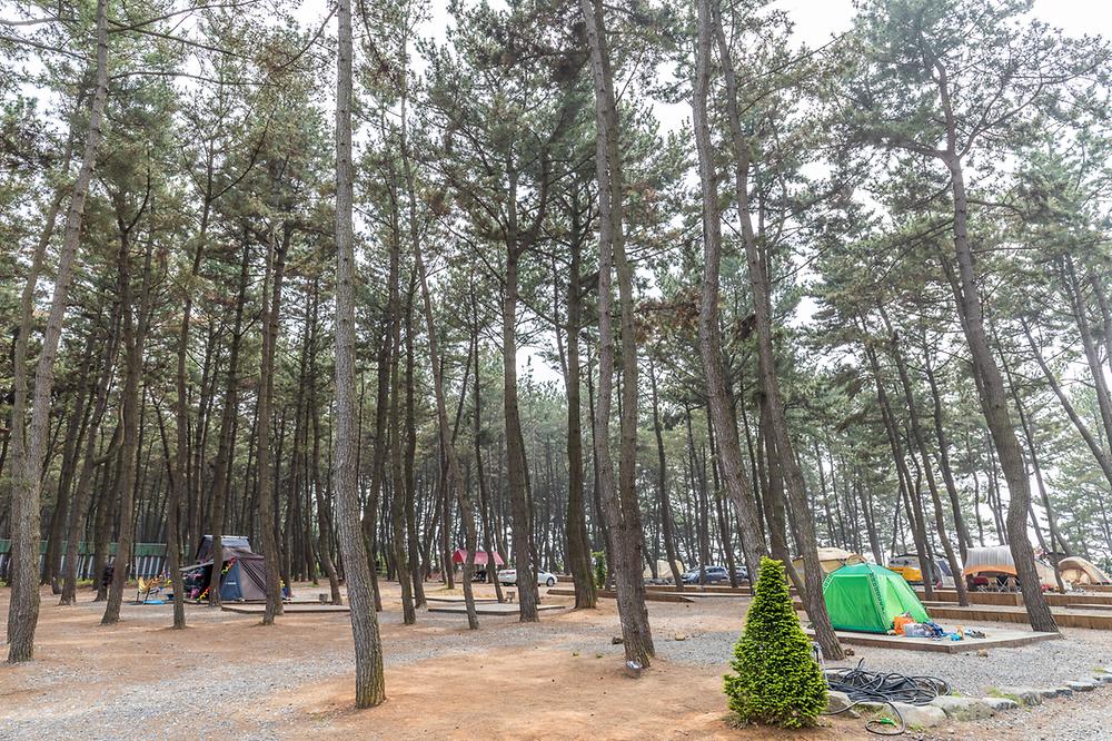 충남 서천 장항오토캠핑장 소개