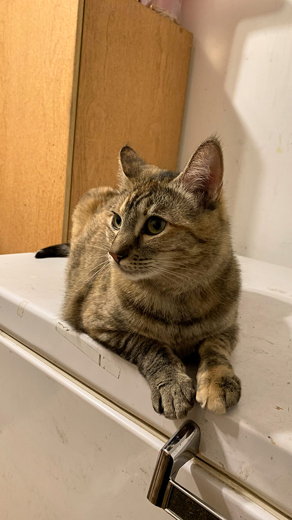 냉장고 위 고양이