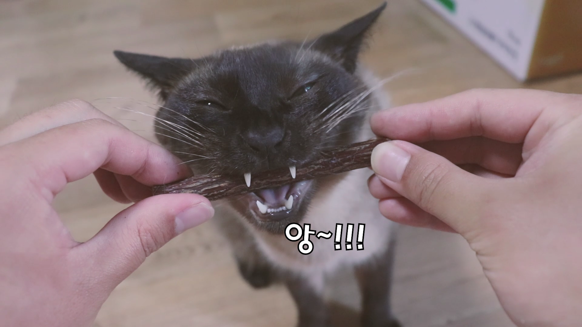  마따따비 막대 - 고양이 장난감, 고양이 마약