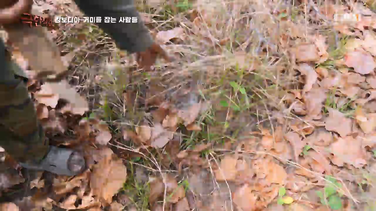TV - 전 국민의 평생학교 EBS캄보디아 - 독충을 잡는 사람들.mp4_20230501_173404.036.jpg