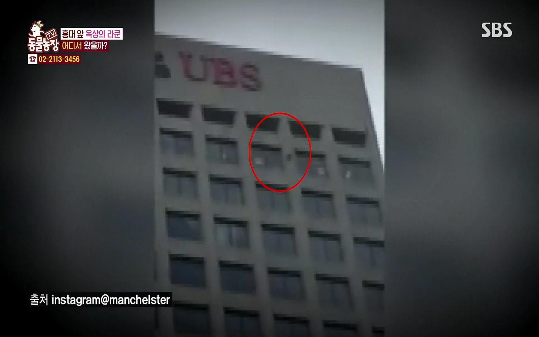 TV 동물농장.E1066.220424p.H264-F1RST.mp4_20220424_200009.506.jpg