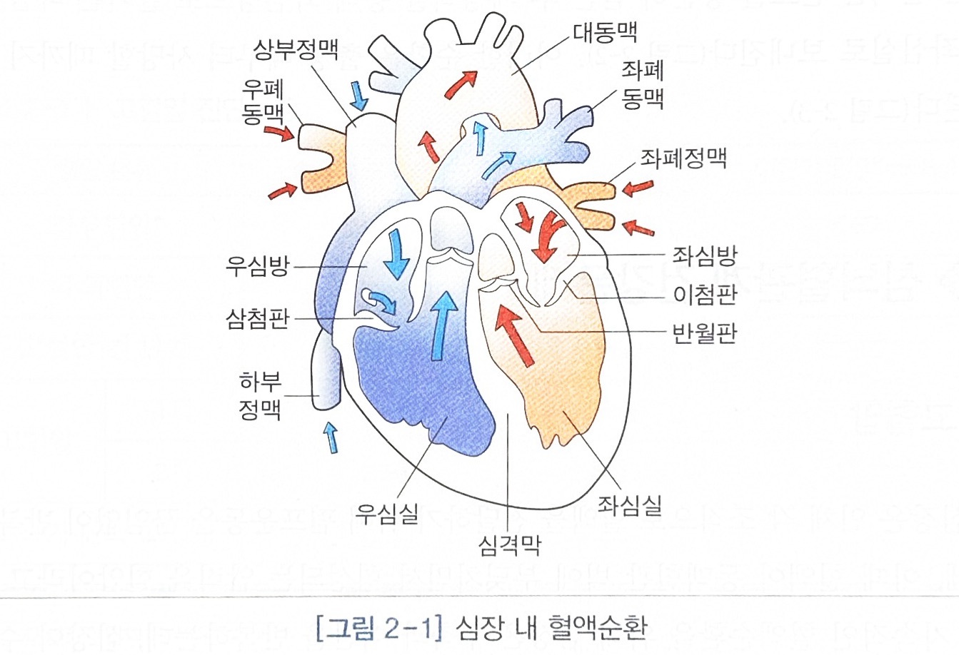 심뇌혈관계 해부생리