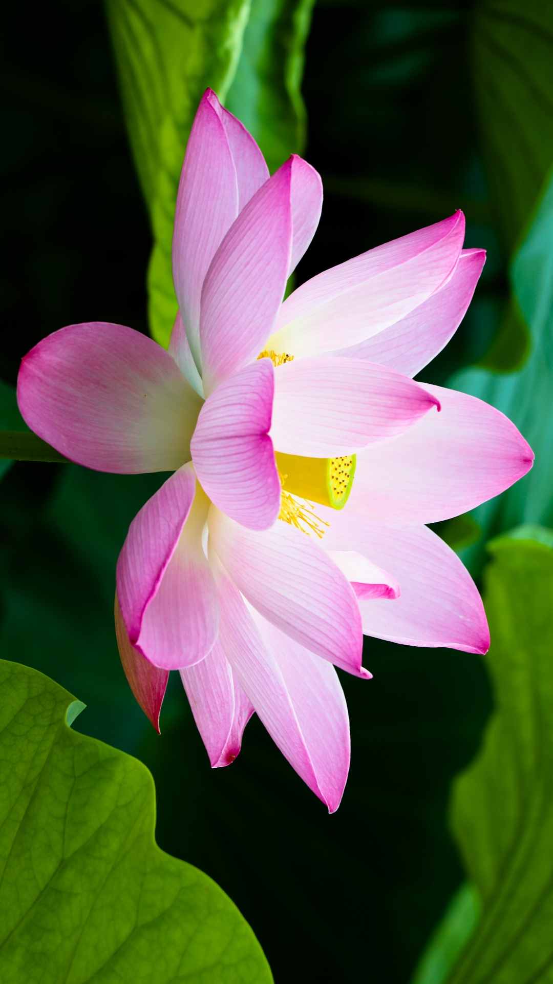 Lotus Flower iPhone Wallpaper