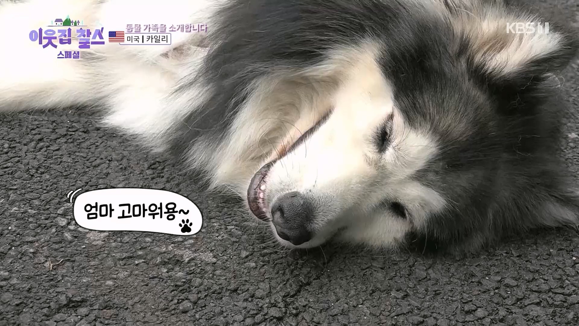 이웃집 찰스.E378.230307p.H264-F1RST.mp4_20230308_202234.495.jpg