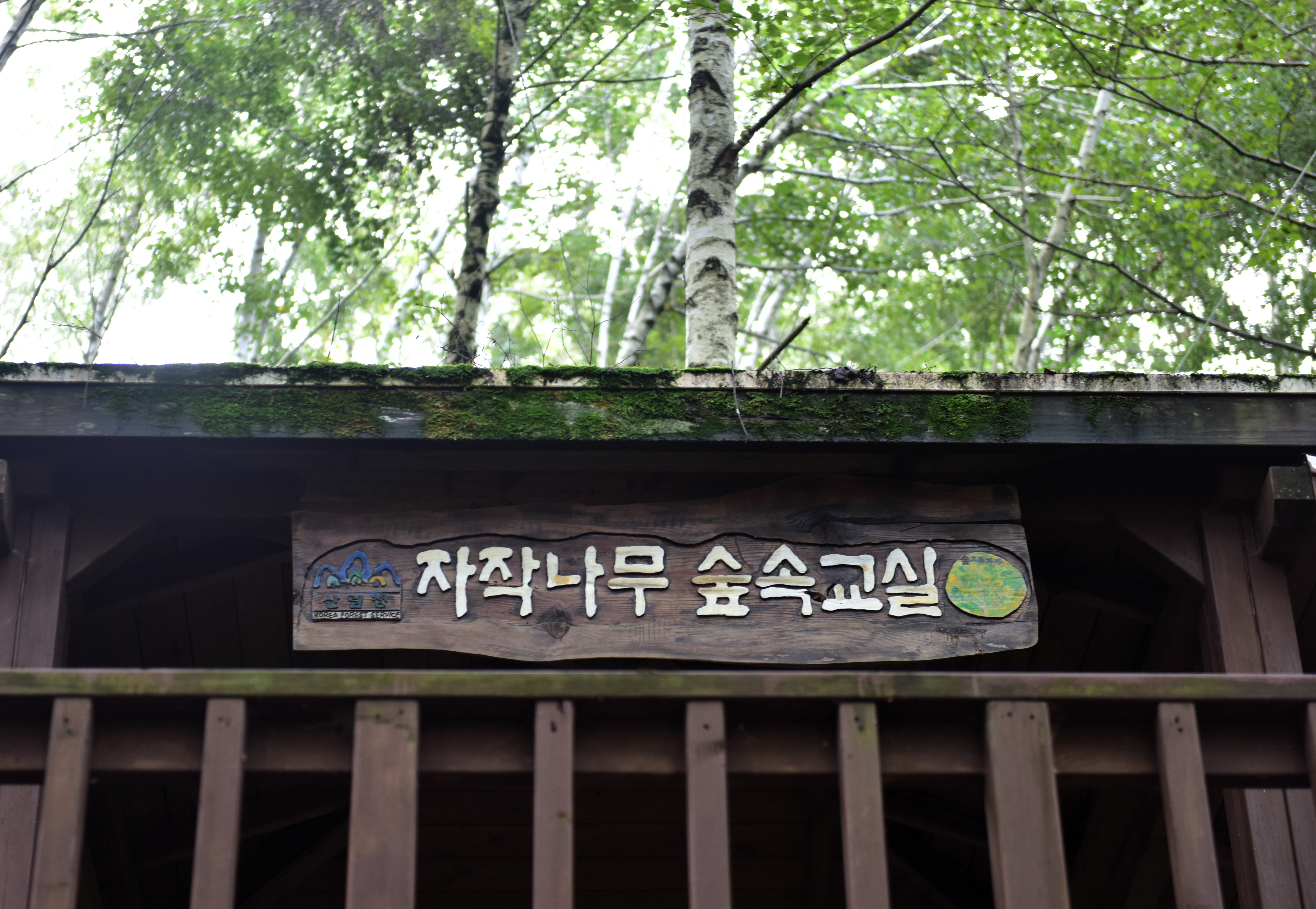 숲속나무교실 이미지