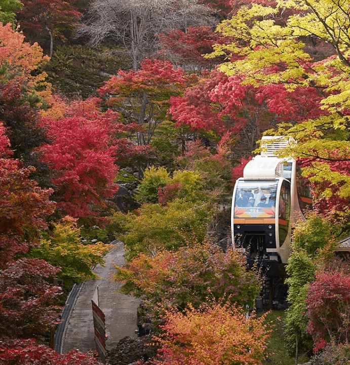 화담숲 단풍 시기