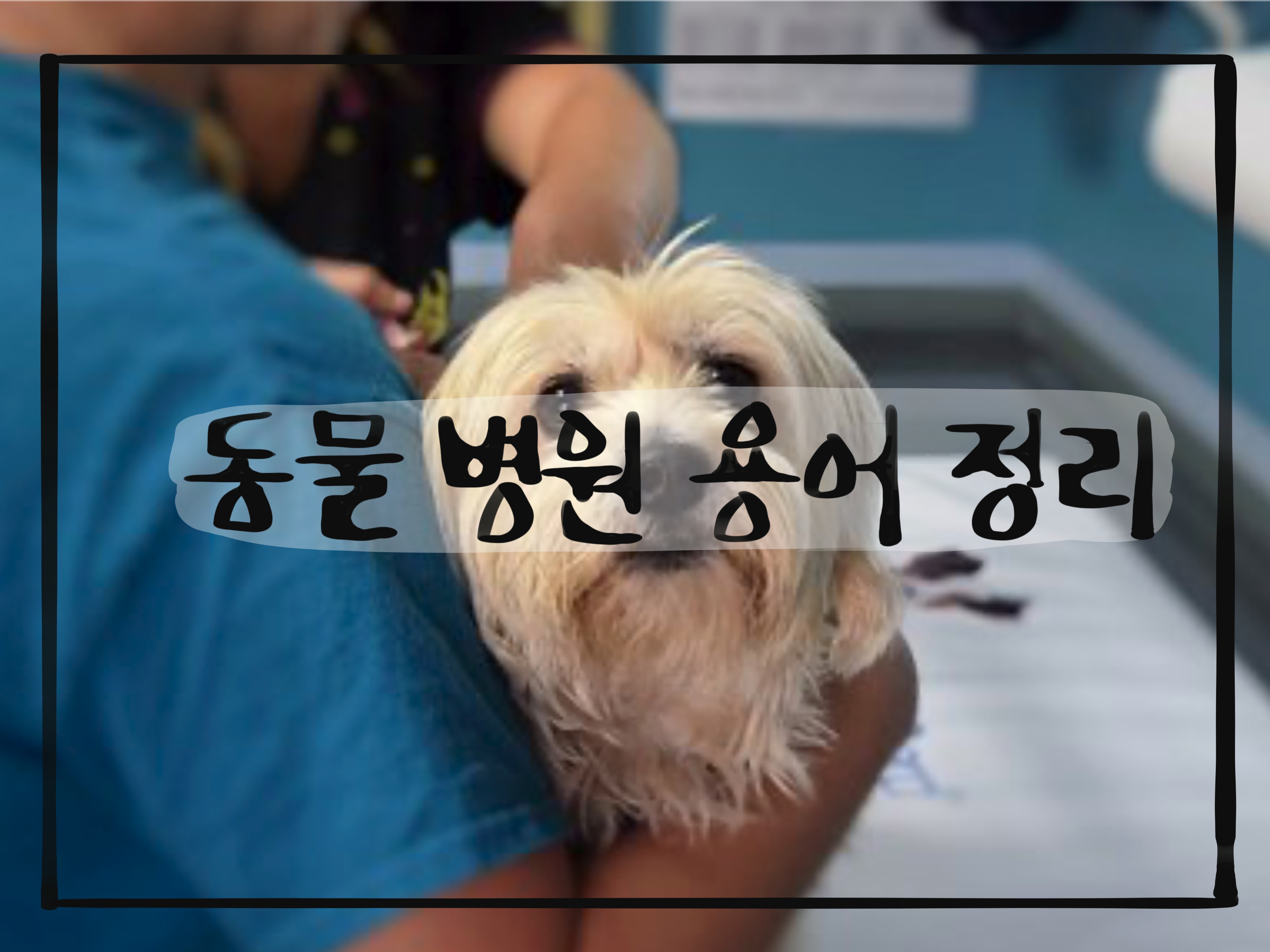  동물병원 용어 정리