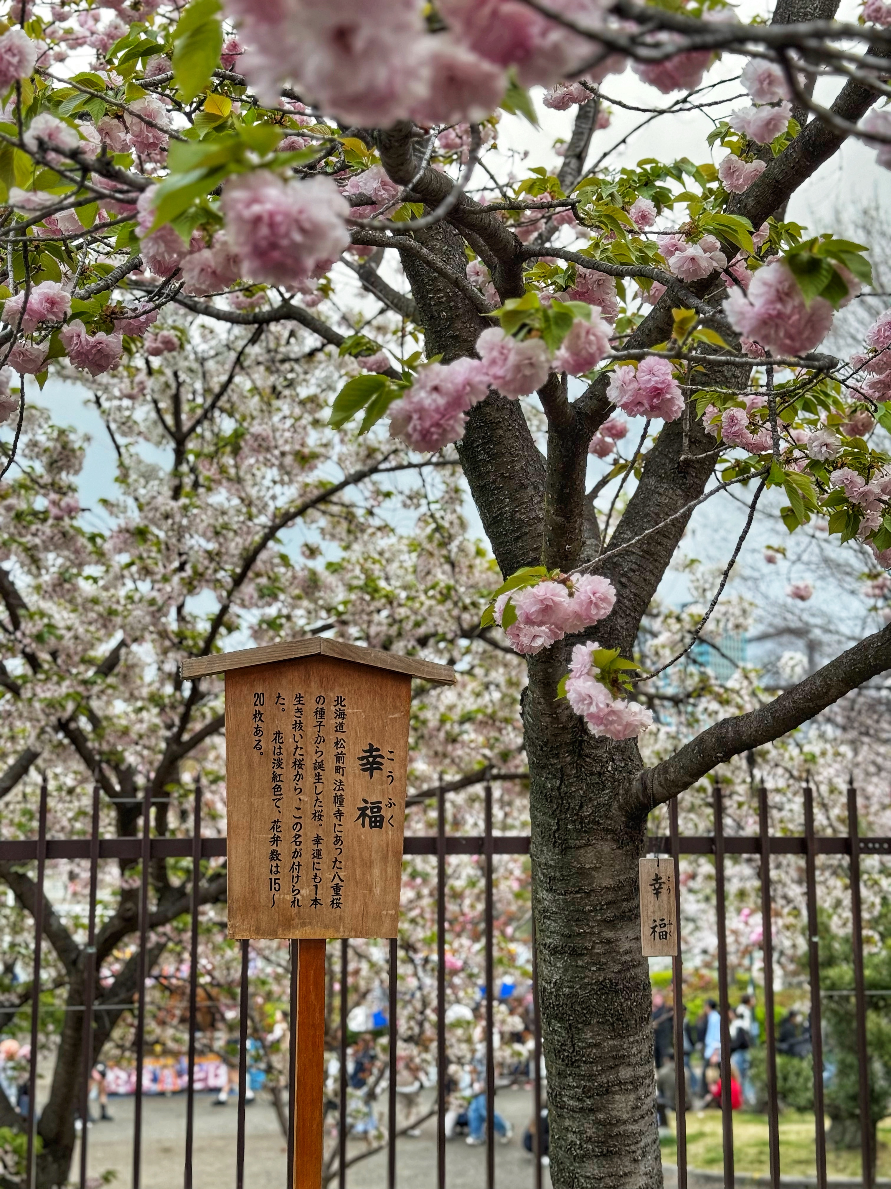 [일본 오사카] 조폐국 본국 벚꽃 통과하기 축제 후기 Cherry Blossom Viewing in Mint Osaka Japan