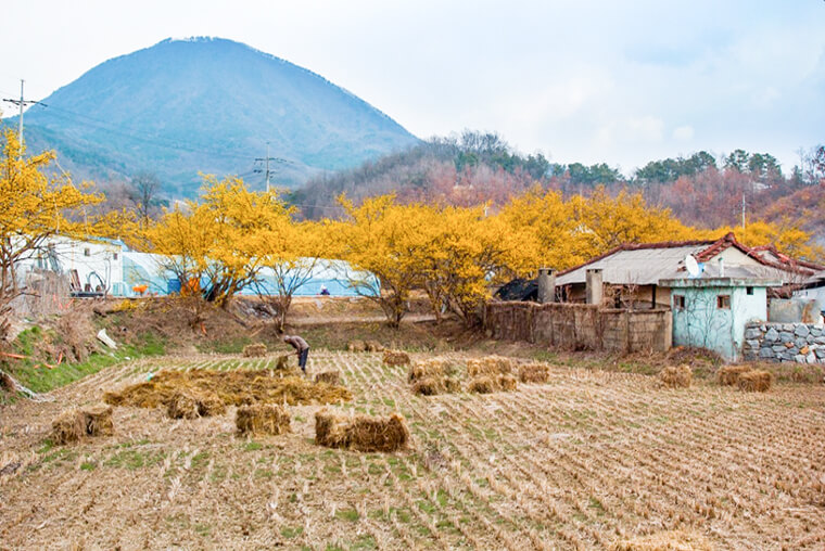 이천 산수유마을