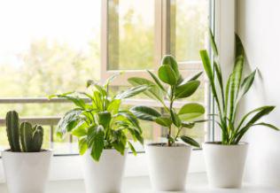 공기정화식물 실내 공기정화 관엽 식물 