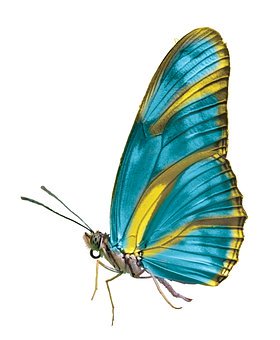  UUU 산소살균 발포클리너