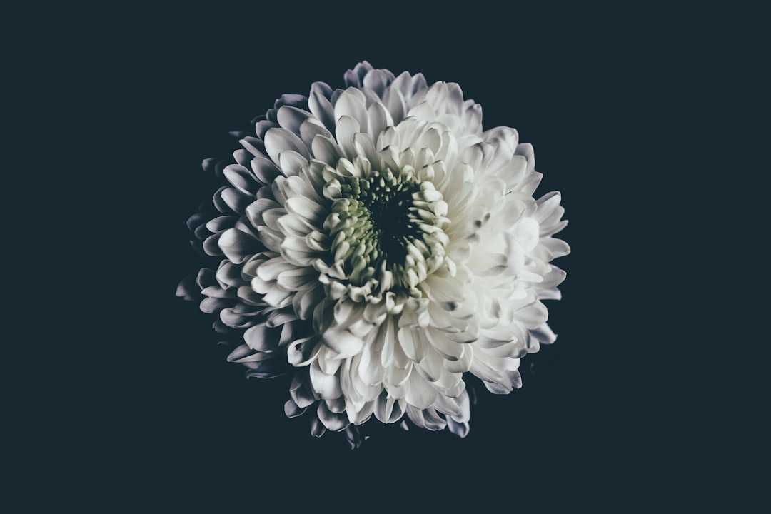 Blooming