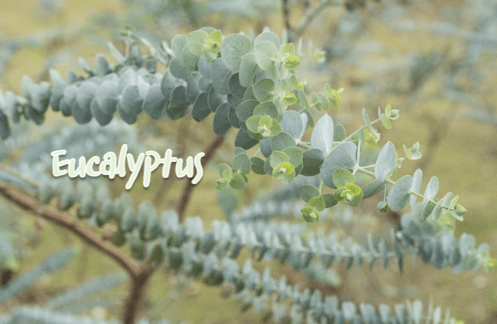 Eucalyptus