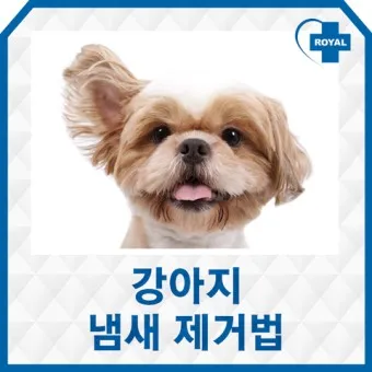 집안에서 간편하게 시도 가능한 강아지 냄새 제거 기술_4