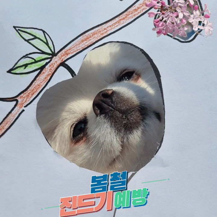 봄철진드기예방