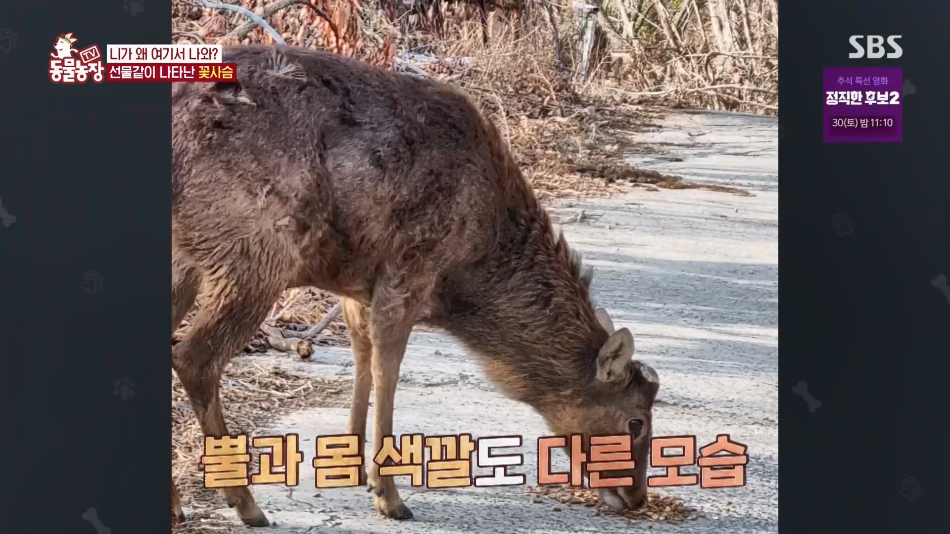 TV 동물농장.E1139.230924p.H264-F1RST.mp4_20230924_171625.238.jpg
