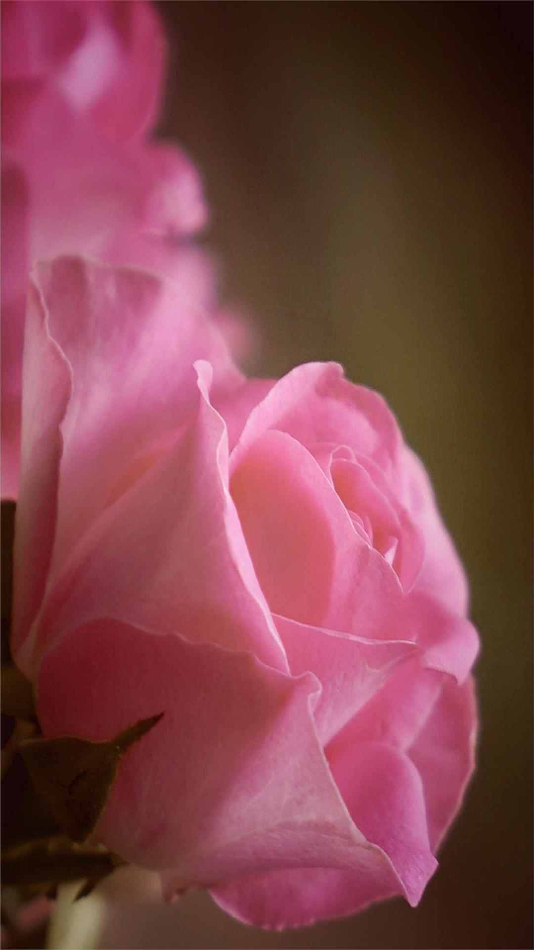 Rose Flower iPhone Wallpaper