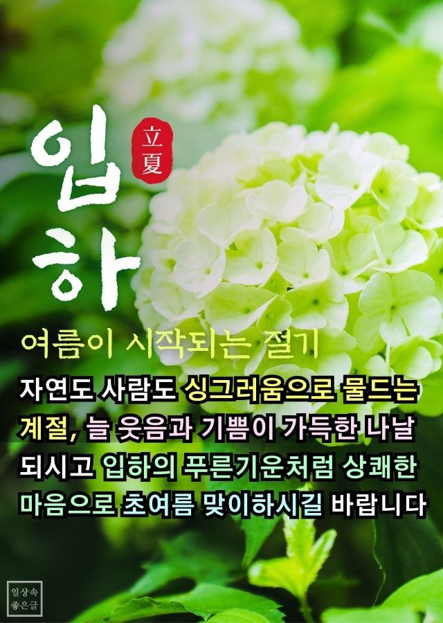 초여름을 알리는 입하와 수국꽃 이미지, 여름 시작 인사말