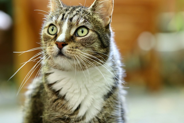 고양이수염의 역할, 자르면 안 되는 이유