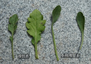 개망초잎. 주걱개망초잎