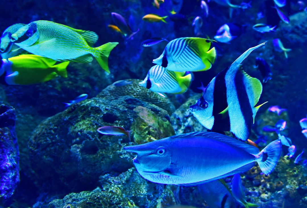 Marine life