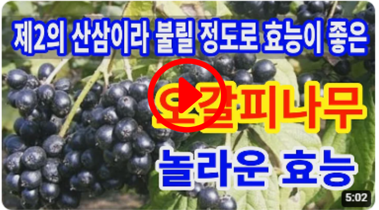 오갈피나무 놀라운효능