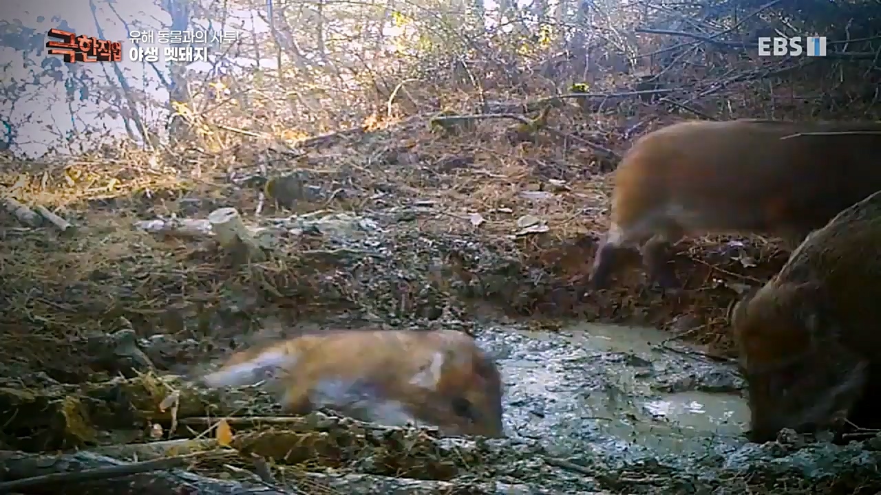 TV - 교육의 중심 EBS유해 동물과의 사투! 등검은말벌, 야생 멧돼지 퇴치.mp4_20221129_195012.186.jpg