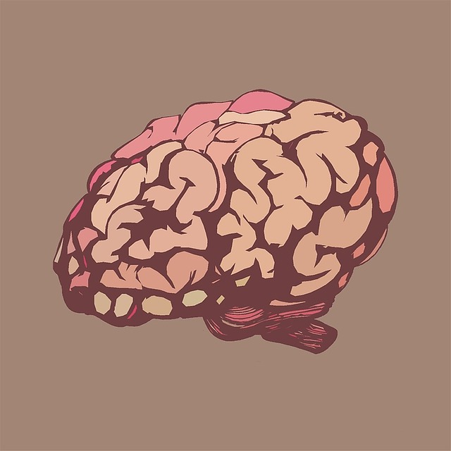 쭈꾸미효능 뇌