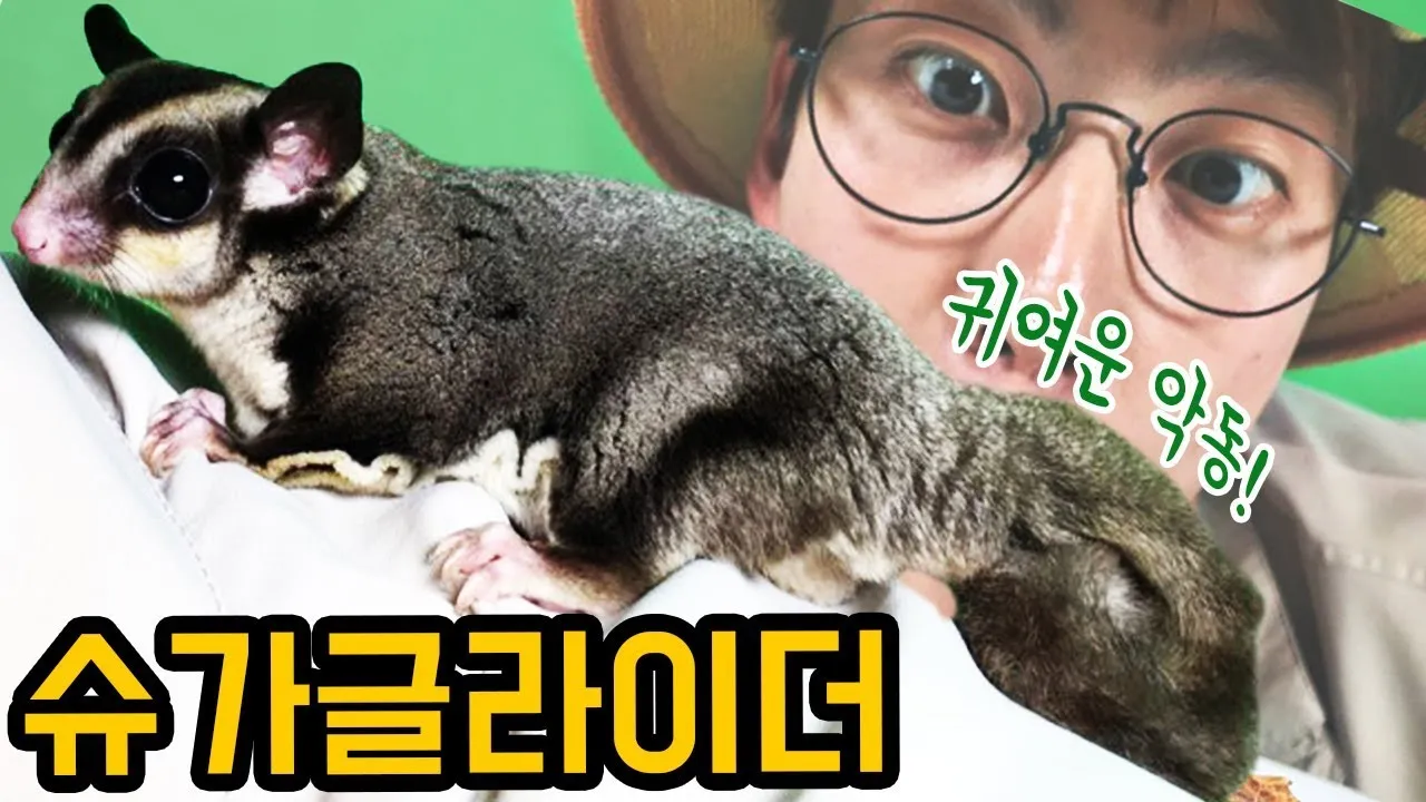 슈가글라이더 가격 키우기 분양 수명 먹이 성격 종류_4