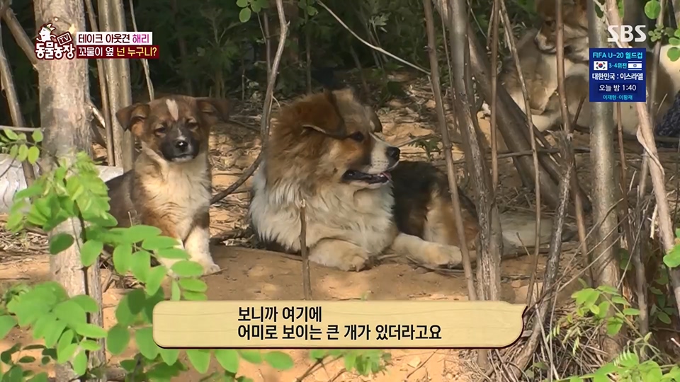 TV 동물농장.E1124.230611p.H264-F1RST.mp4_20230611_173533.425.jpg