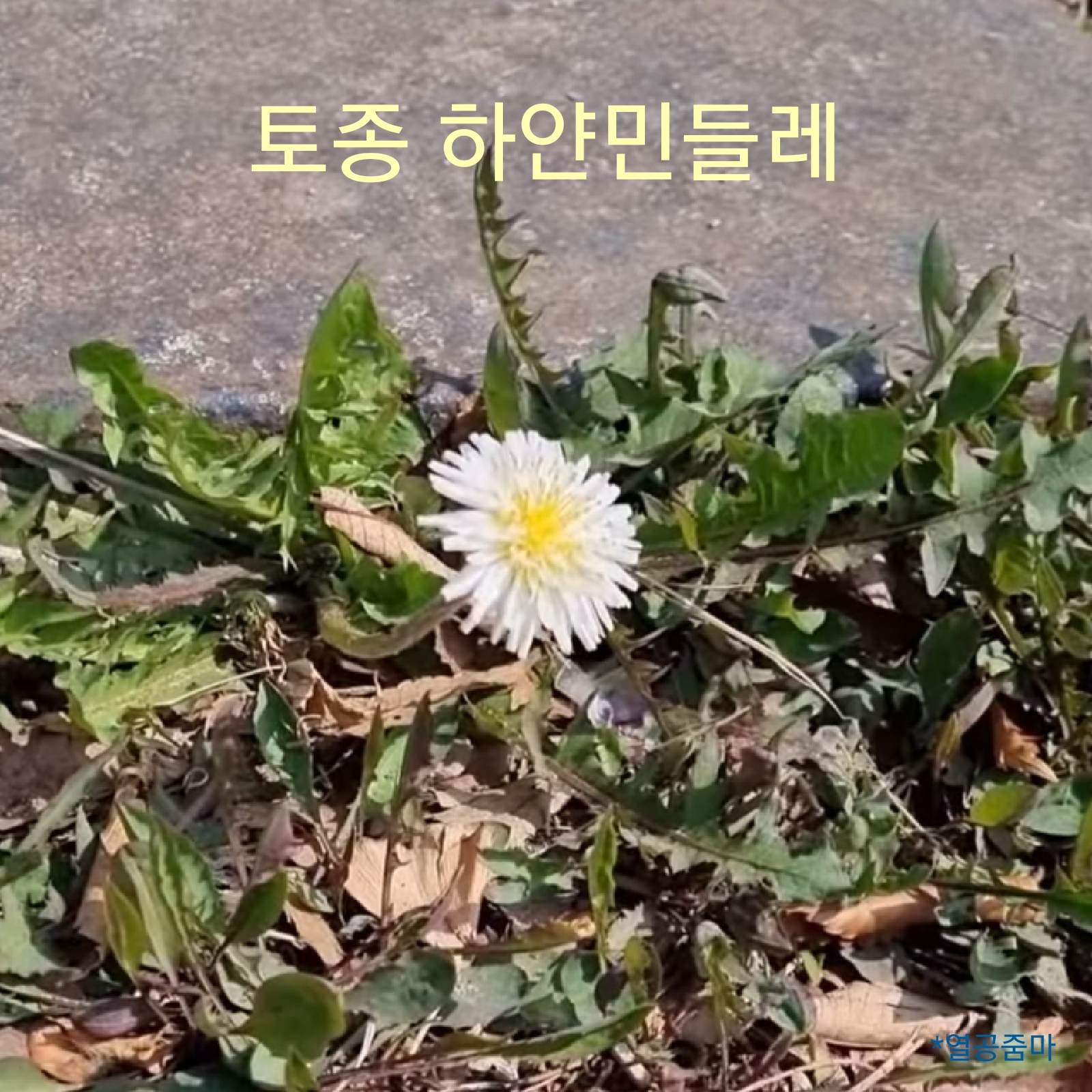 봄-꽃-토종-하얀-민들레