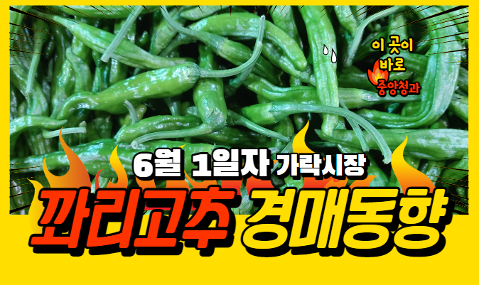  [경매사 일일보고] 6월 1일자 가락시장 꽈리고추 경매동향을 살펴보겠습니다!