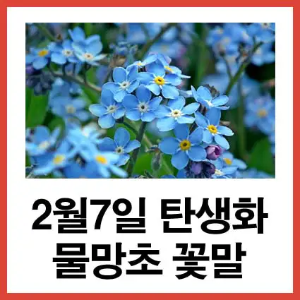 2월-7일-탄생화-물망초-꽃말
