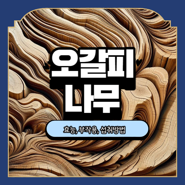  오갈피나무의 놀라운 효능과 섭취방법 천삼으로 불리는 건강의 비밀