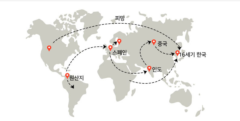 고추의 전파