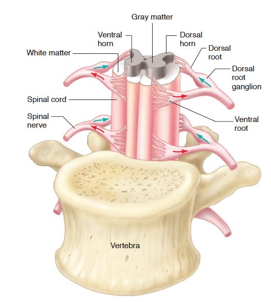 척수 신경의 해부학 그림