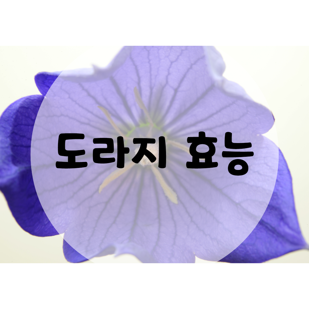  도라지 효능, 알고 먹어요