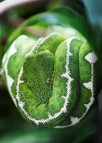 몸을-말아-고개를-박고-있는-초록-뱀