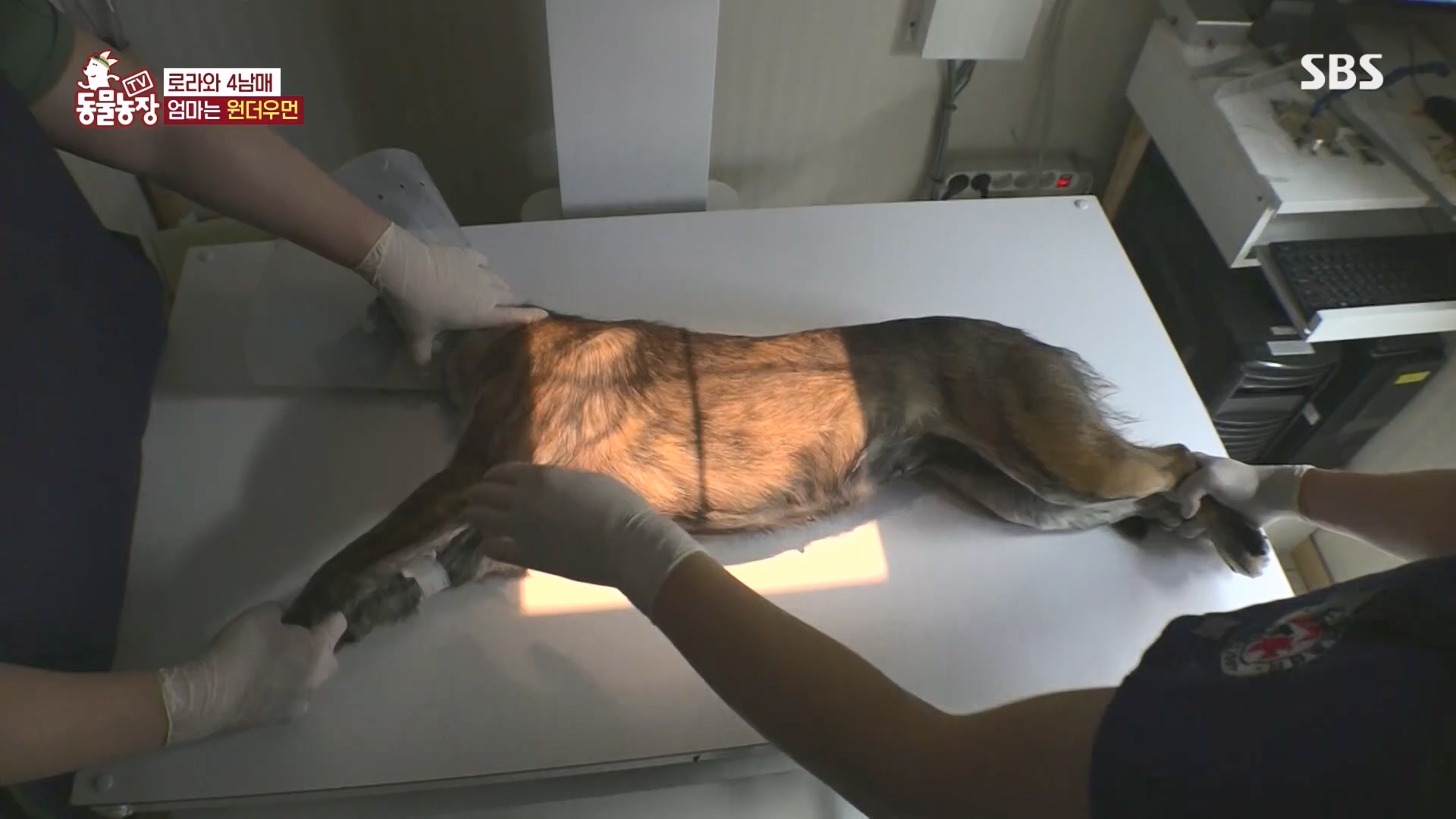 TV 동물농장.E1160.240225p.H264-F1RST.mp4_20240225_165124.160.jpg